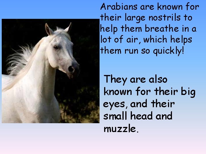 Arabians are known for their large nostrils to help them breathe in a lot