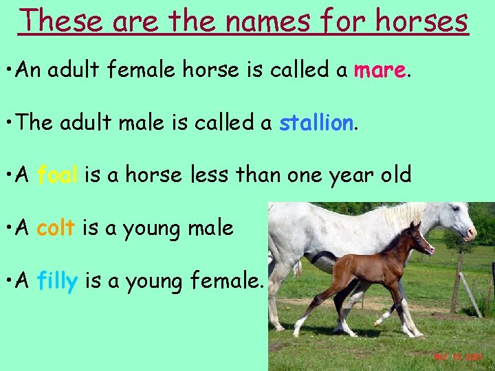 These are the names for horses • An adult female horse is called a