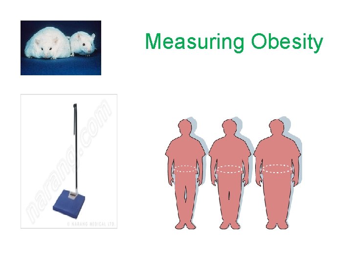 Measuring Obesity 