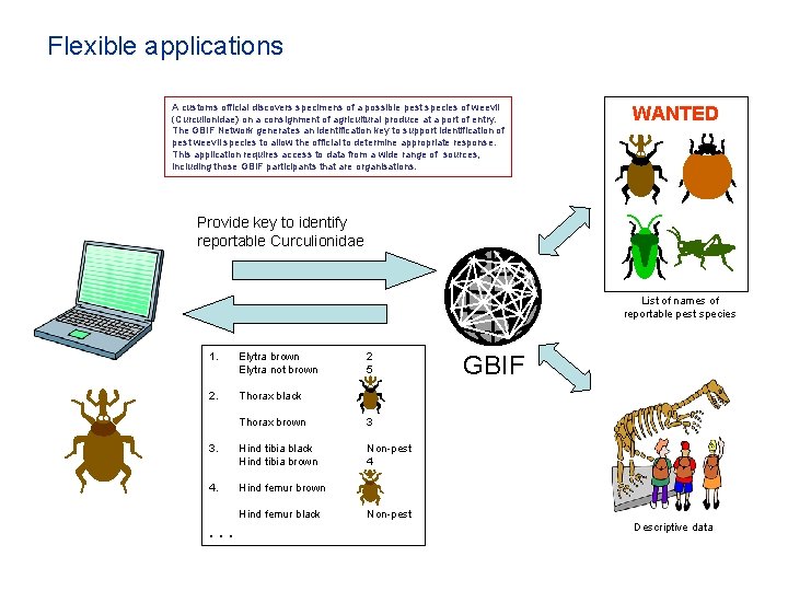 Flexible applications A customs official discovers specimens of a possible pest species of weevil Flexible applications A customs official discovers specimens of a possible pest species of weevil