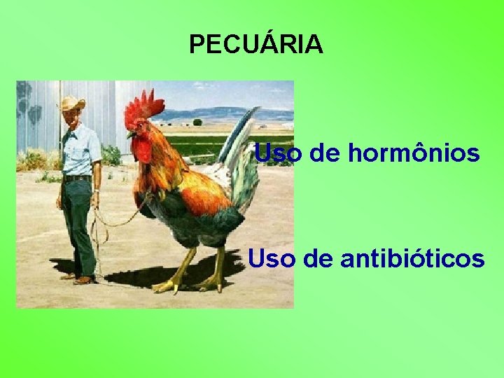 PECUÁRIA Uso de hormônios Uso de antibióticos 