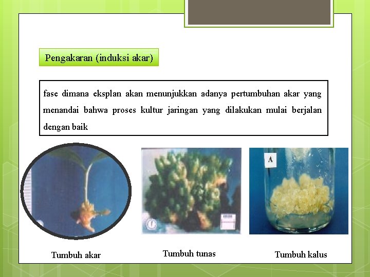 Pengakaran (induksi akar) fase dimana eksplan akan menunjukkan adanya pertumbuhan akar yang menandai bahwa