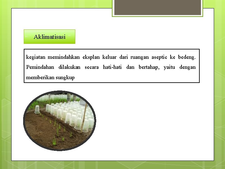 Aklimatisasi kegiatan memindahkan eksplan keluar dari ruangan aseptic ke bedeng. Pemindahan dilakukan secara hati-hati