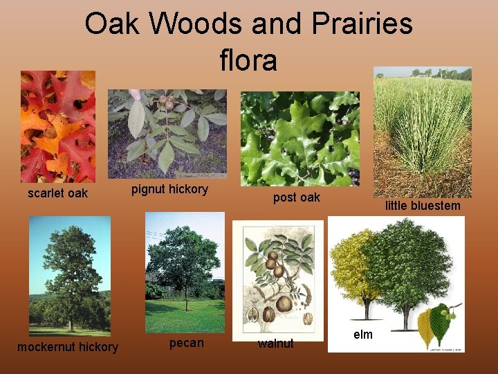 Oak Woods and Prairies flora scarlet oak mockernut hickory pignut hickory pecan post oak