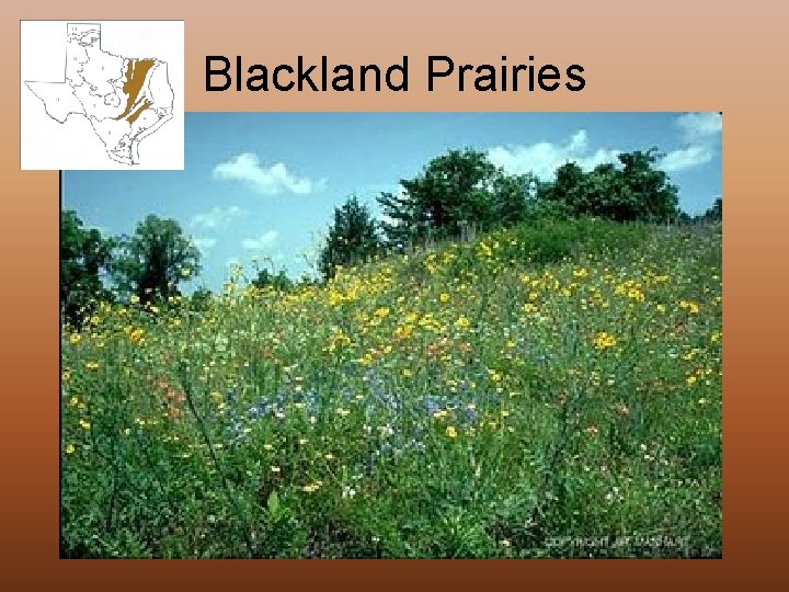 Blackland Prairies 
