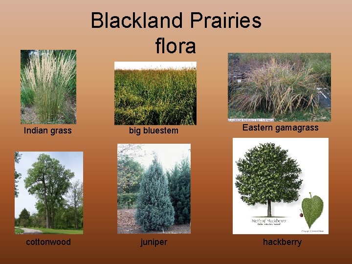 Blackland Prairies flora Indian grass big bluestem Eastern gamagrass cottonwood juniper hackberry 