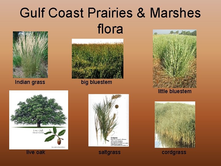 Gulf Coast Prairies & Marshes flora Indian grass big bluestem little bluestem live oak