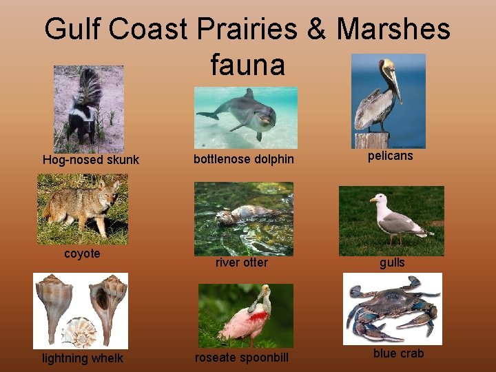 Gulf Coast Prairies & Marshes fauna Hog-nosed skunk coyote lightning whelk bottlenose dolphin pelicans