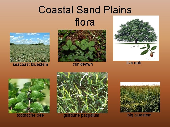 Coastal Sand Plains flora seacoast bluestem toothache tree crinkleawn gulfdune paspalum live oak big