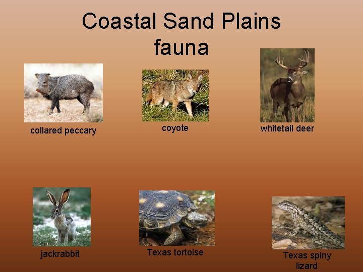 Coastal Sand Plains fauna collared peccary coyote jackrabbit Texas tortoise whitetail deer Texas spiny