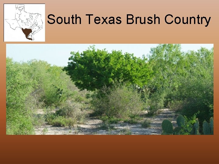 South Texas Brush Country 