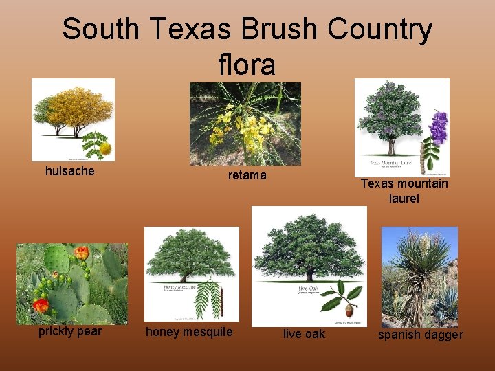 South Texas Brush Country flora huisache prickly pear retama honey mesquite Texas mountain laurel