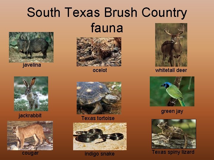 South Texas Brush Country fauna javelina jackrabbit cougar ocelot whitetail deer green jay Texas