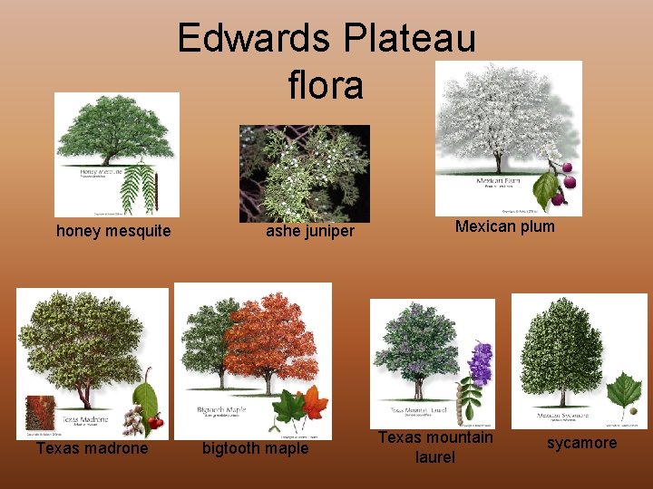 Edwards Plateau flora honey mesquite Texas madrone ashe juniper bigtooth maple Mexican plum Texas