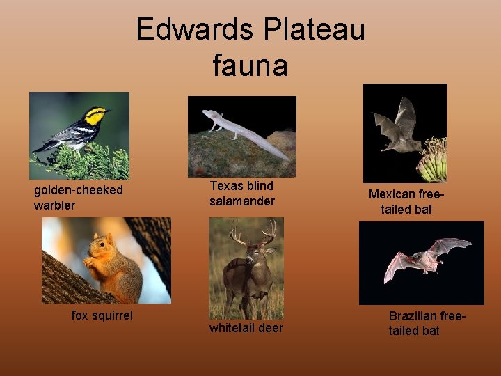 Edwards Plateau fauna golden-cheeked warbler fox squirrel Texas blind salamander whitetail deer Mexican freetailed