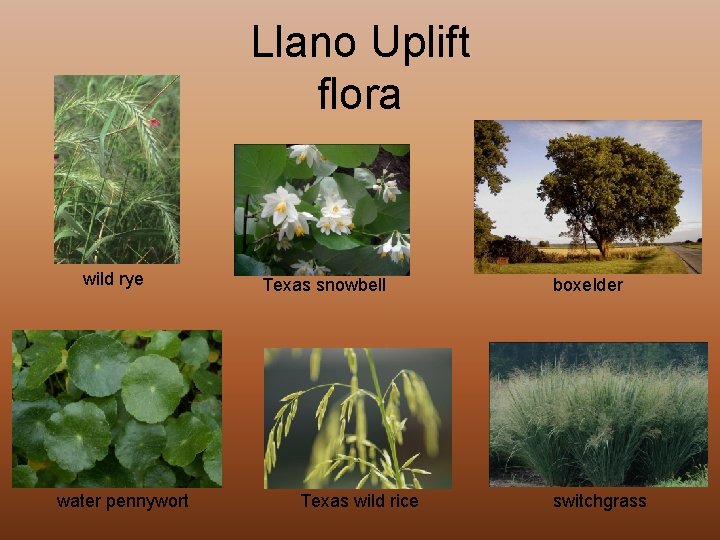 Llano Uplift flora wild rye water pennywort Texas snowbell Texas wild rice boxelder switchgrass