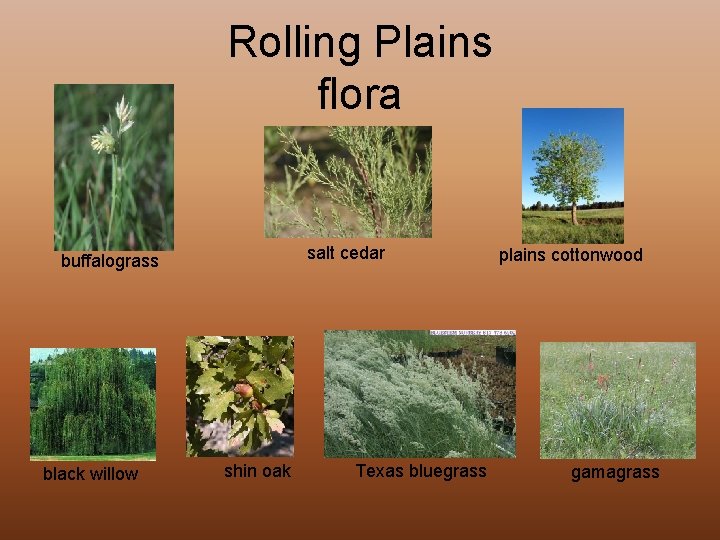 Rolling Plains flora salt cedar buffalograss black willow shin oak Texas bluegrass plains cottonwood