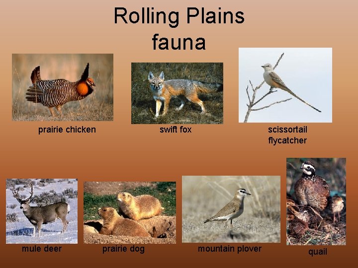 Rolling Plains fauna prairie chicken mule deer scissortail flycatcher swift fox prairie dog mountain