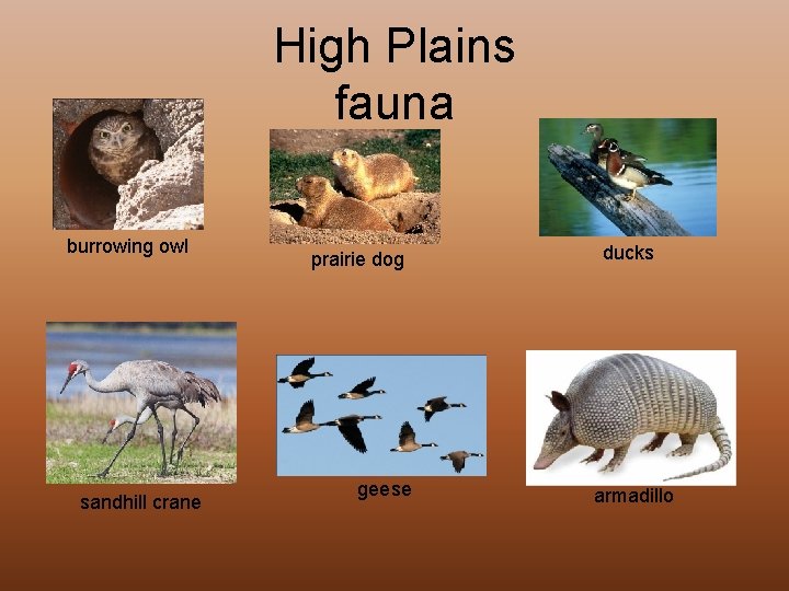 High Plains fauna burrowing owl sandhill crane prairie dog geese ducks armadillo 