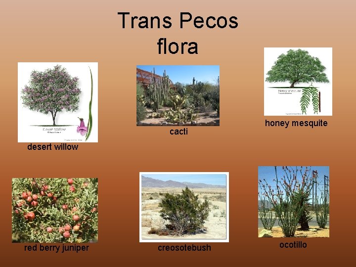 Trans Pecos flora cacti honey mesquite desert willow red berry juniper creosotebush ocotillo 