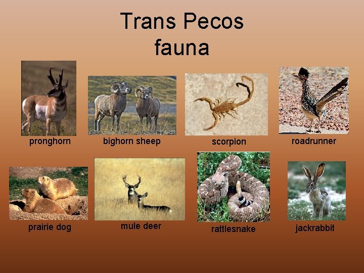 Trans Pecos fauna pronghorn bighorn sheep prairie dog mule deer scorpion rattlesnake roadrunner jackrabbit