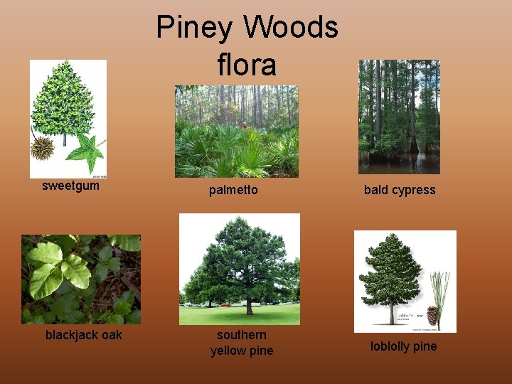 Piney Woods flora sweetgum palmetto blackjack oak southern yellow pine bald cypress loblolly pine