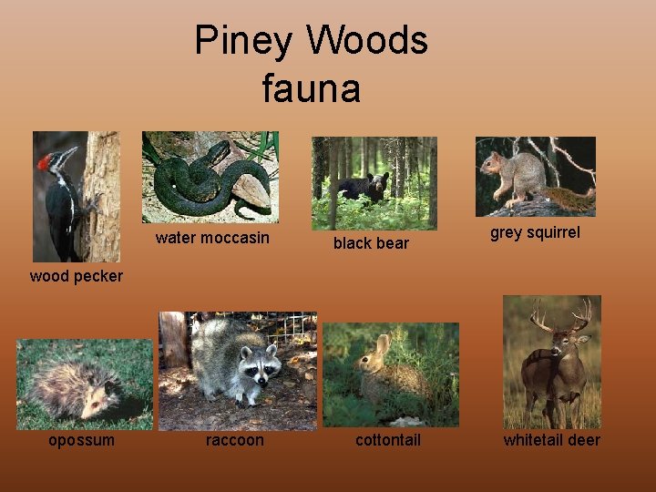 Piney Woods fauna water moccasin black bear grey squirrel wood pecker opossum raccoon cottontail