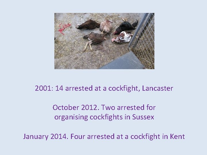 2001: 14 arrested at a cockfight, Lancaster October 2012. Two arrested for organising cockfights