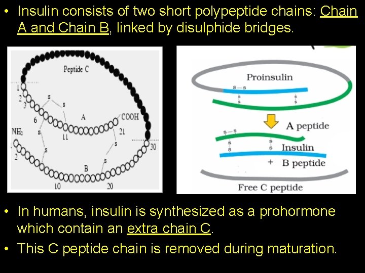  • Insulin consists of two short polypeptide chains: Chain A and Chain B,