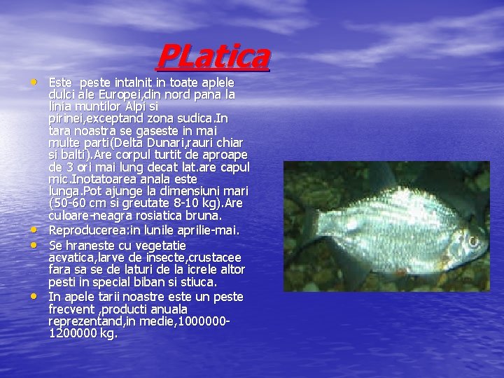PLatica • Este peste intalnit in toate aplele • • • dulci ale Europei,