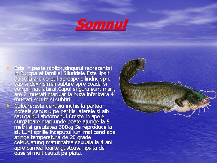 Somnul • Este in peste rapitor, singurul reprezentat • in Europa al familiei Siluridaie.