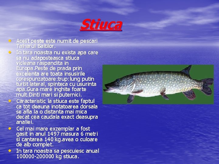 Stiuca • Acest peste numit de pescari • • Talharul Baltilor. In tara noastra