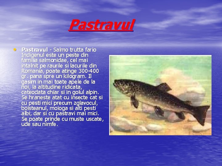 Pastravul • Pastravul - Salmo trutta fario Indigenul este un peste din familia salmonidae,