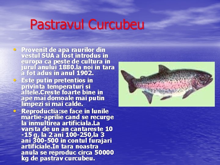 Pastravul Curcubeu • Provenit de apa raurilor din • • vestul SUA a fost