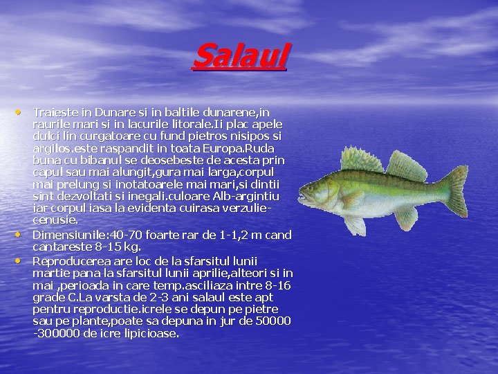 Salaul • Traieste in Dunare si in baltile dunarene, in • • raurile mari