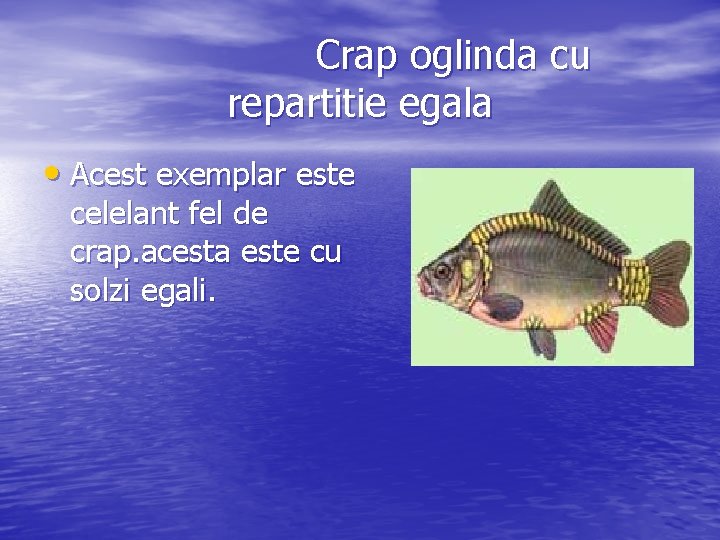 Crap oglinda cu repartitie egala • Acest exemplar este celelant fel de crap. acesta