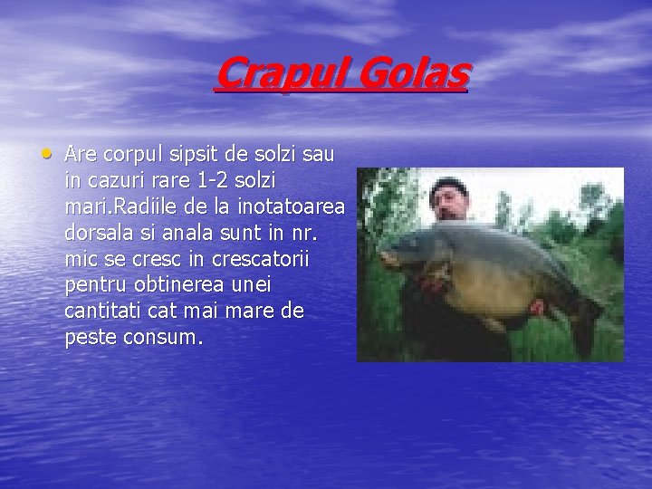 Crapul Golas • Are corpul sipsit de solzi sau in cazuri rare 1 -2