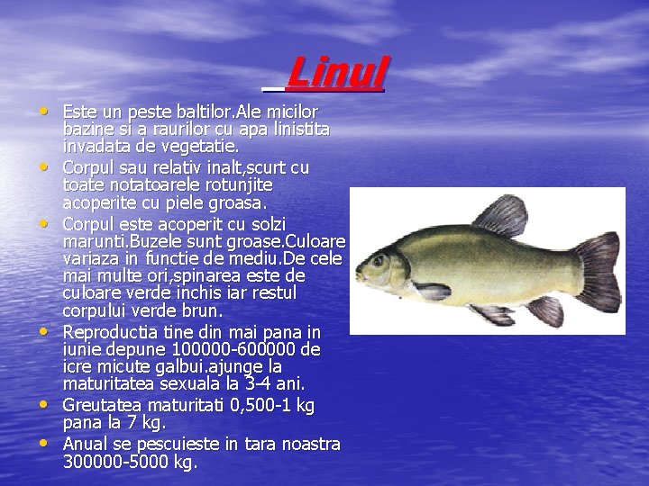 Linul • Este un peste baltilor. Ale micilor • • • bazine si a