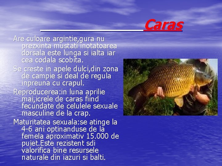 Caras Are culoare argintie, gura nu prezxinta mustati inotatoarea dorsala este lunga si ialta