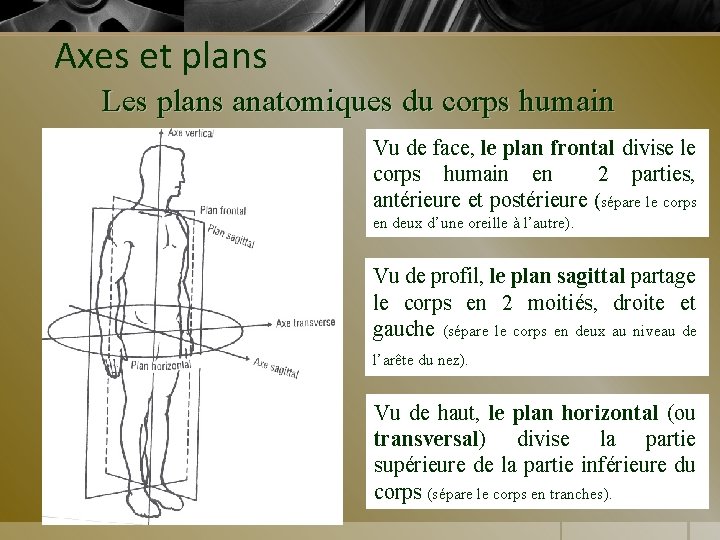 Axes et plans Les plans anatomiques du corps humain Vu de face, le plan