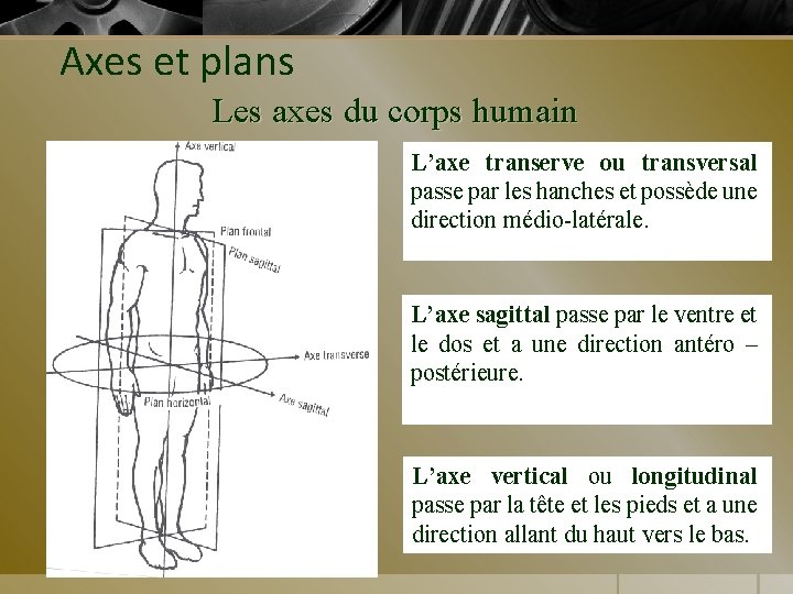 Axes et plans Les axes du corps humain L’axe transerve ou transversal passe par