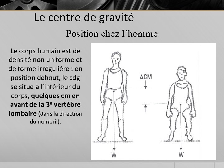 Le centre de gravité Position chez l’homme Le corps humain est de densité non