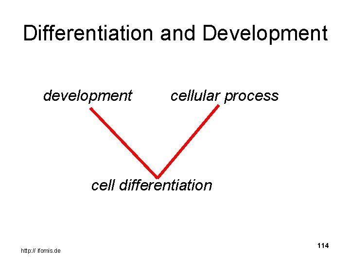 Differentiation and Development development cellular process cell differentiation http: // ifomis. de 114 