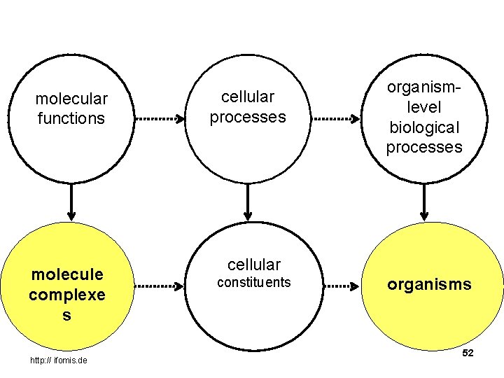 molecular functions molecule complexe s http: // ifomis. de cellular processes organismlevel biological processes