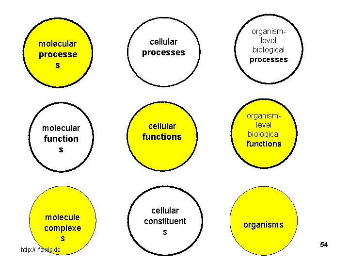 molecular processe s molecular function s molecule complexe s http: // ifomis. de cellular