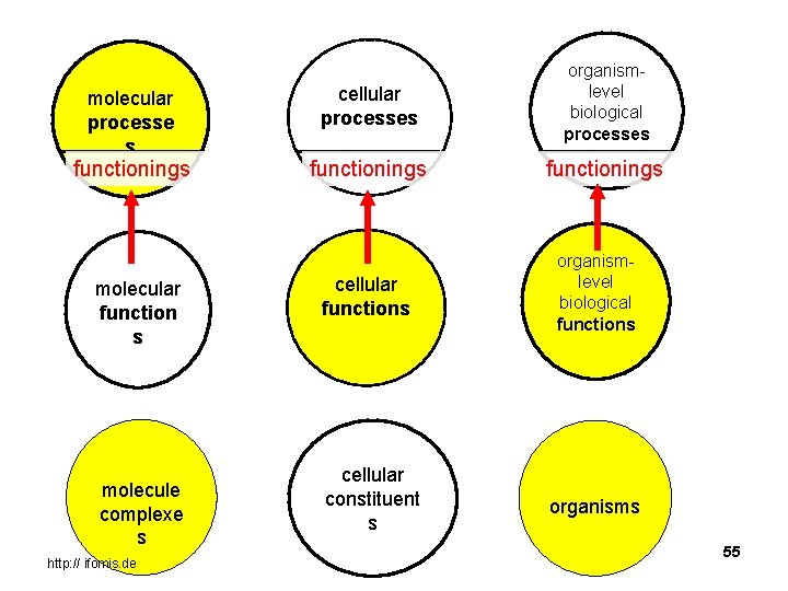 molecular processe s functionings molecular function s molecule complexe s http: // ifomis. de