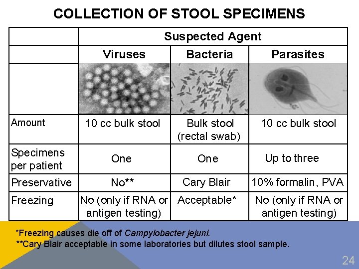 COLLECTION OF STOOL SPECIMENS Suspected Agent Viruses Bacteria Parasites 10 cc bulk stool Bulk
