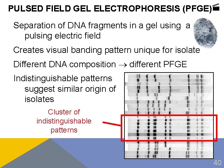 PULSED FIELD GEL ELECTROPHORESIS (PFGE) Separation of DNA fragments in a gel using a