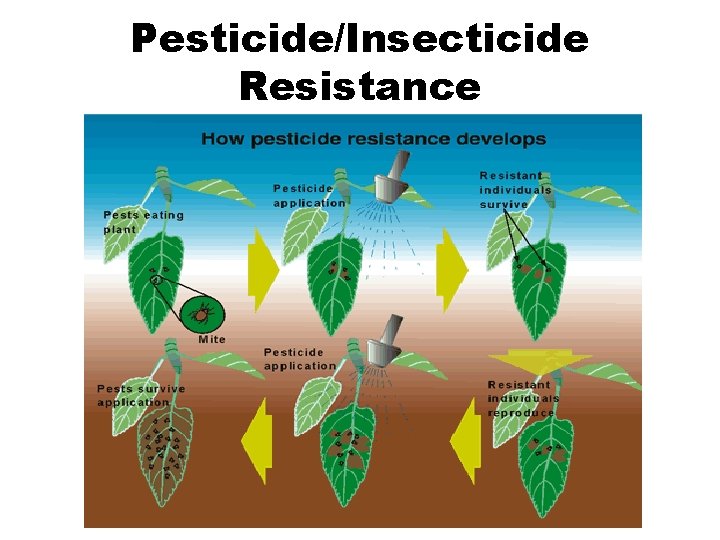 Pesticide/Insecticide Resistance 