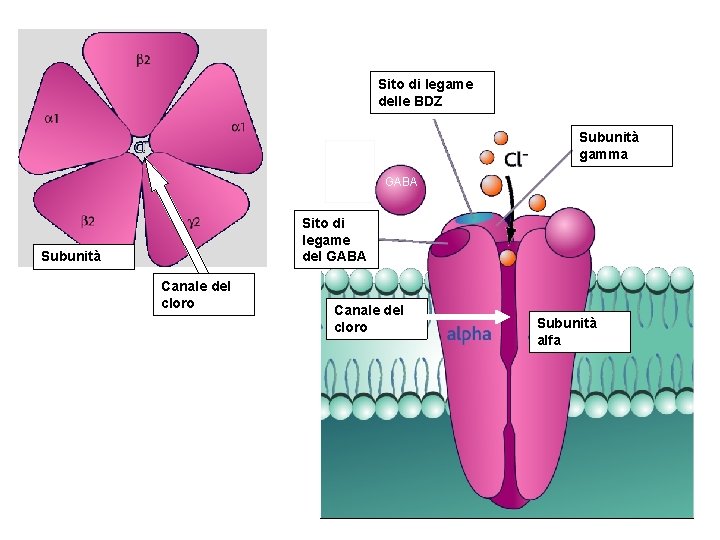 Sito di legame delle BDZ Subunità gamma GABA Sito di legame del GABA Subunità